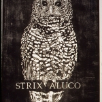 BIRDS.Strix Aluco