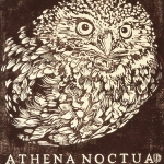 BIRDS. Athena Noctua